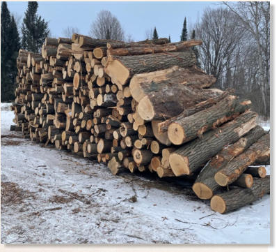 Top quality hardwood log pile